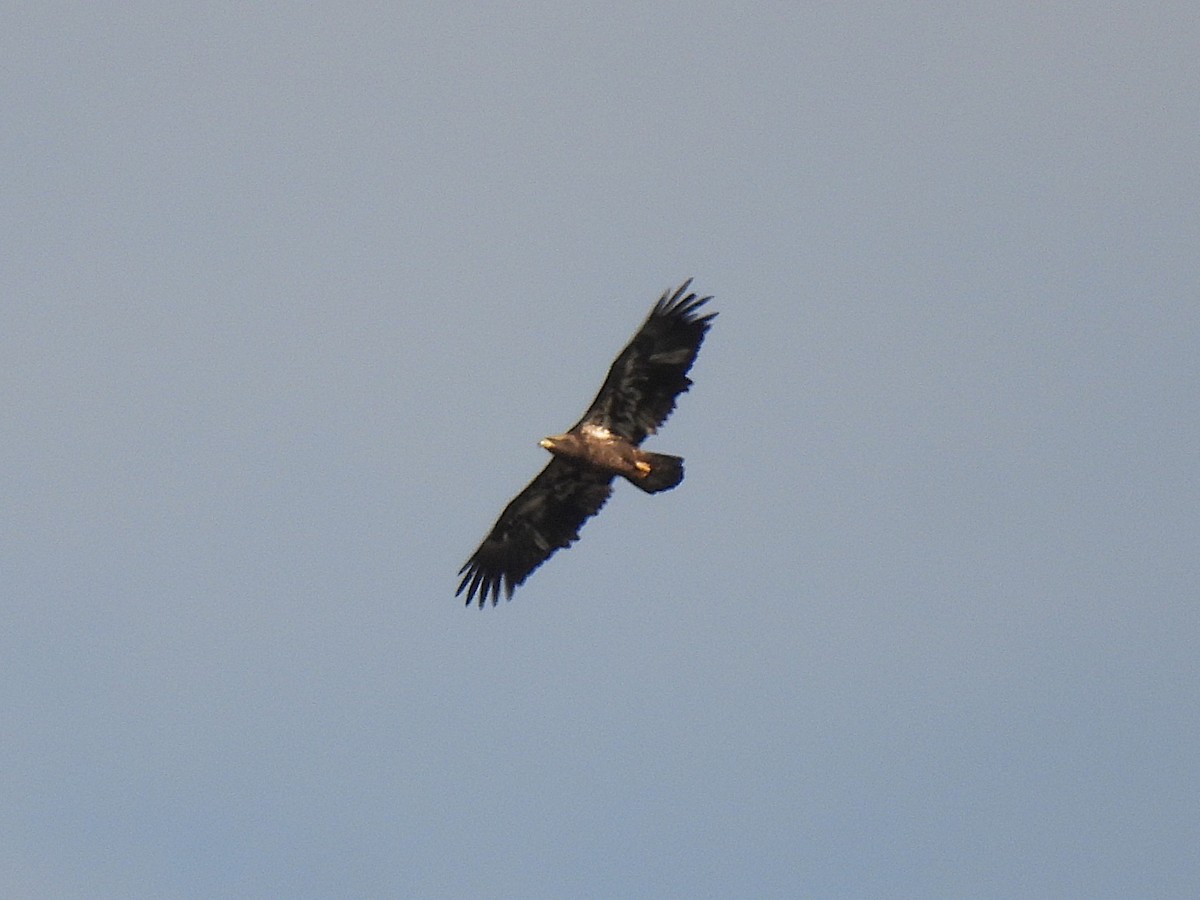 Weißkopf-Seeadler - ML645230535