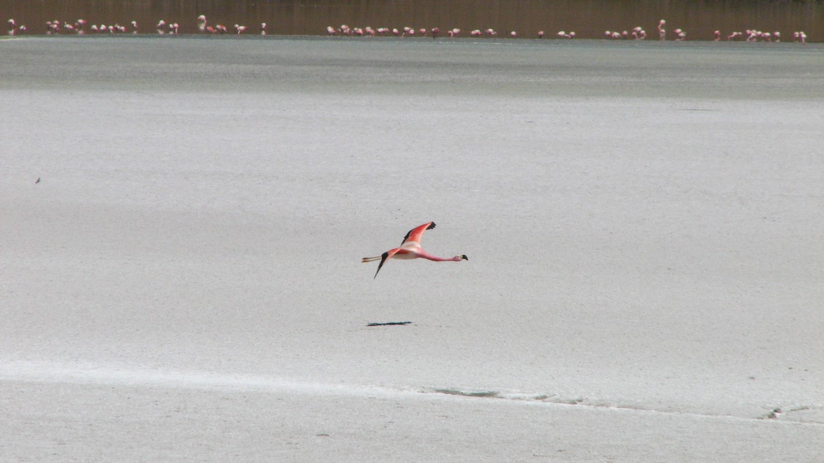 Andean Flamingo - ML645230539