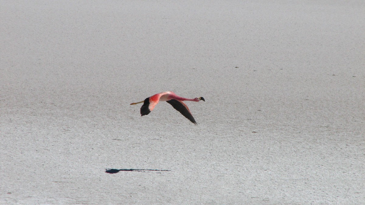 Andean Flamingo - ML645230540