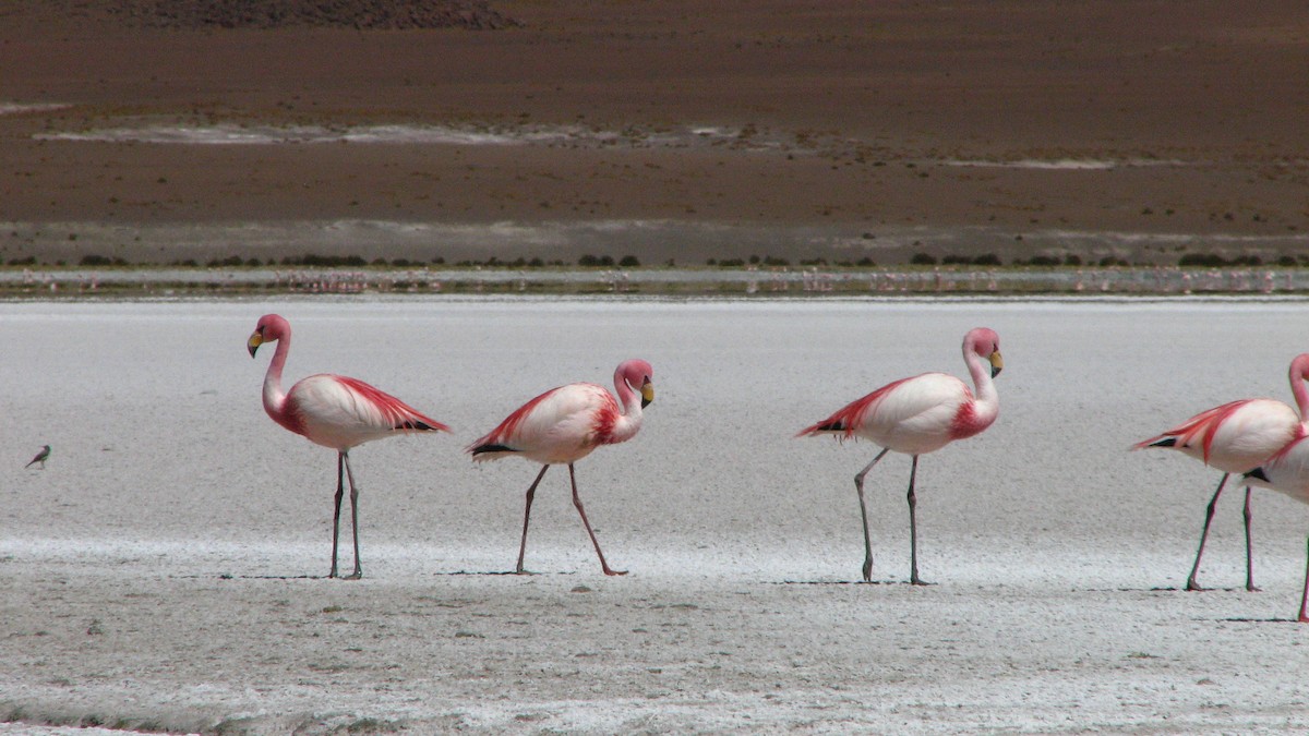 James's Flamingo - ML645230542