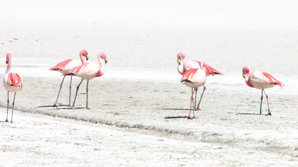 James's Flamingo - ML645230543