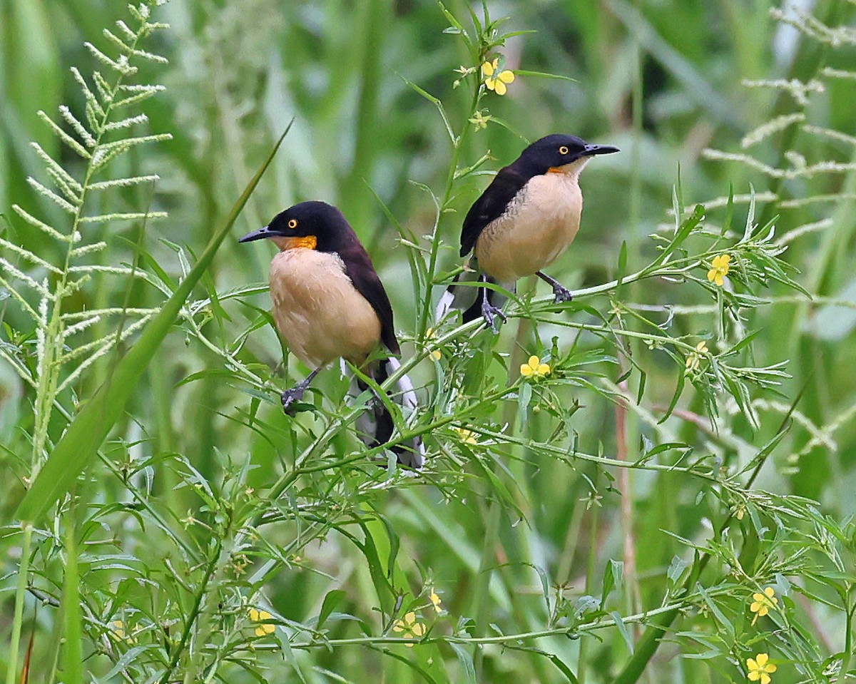 Black-capped Donacobius - ML645230558
