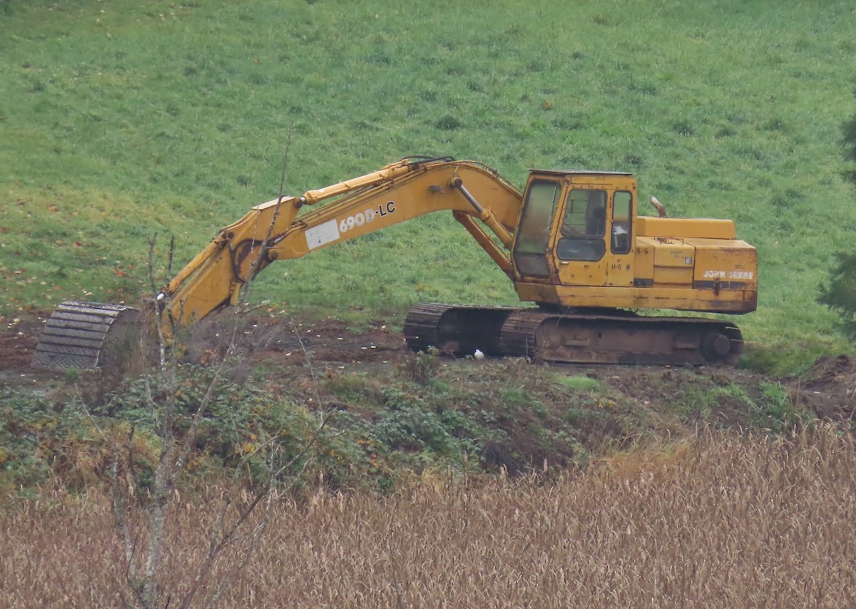 bělokur běloocasý - ML645230559