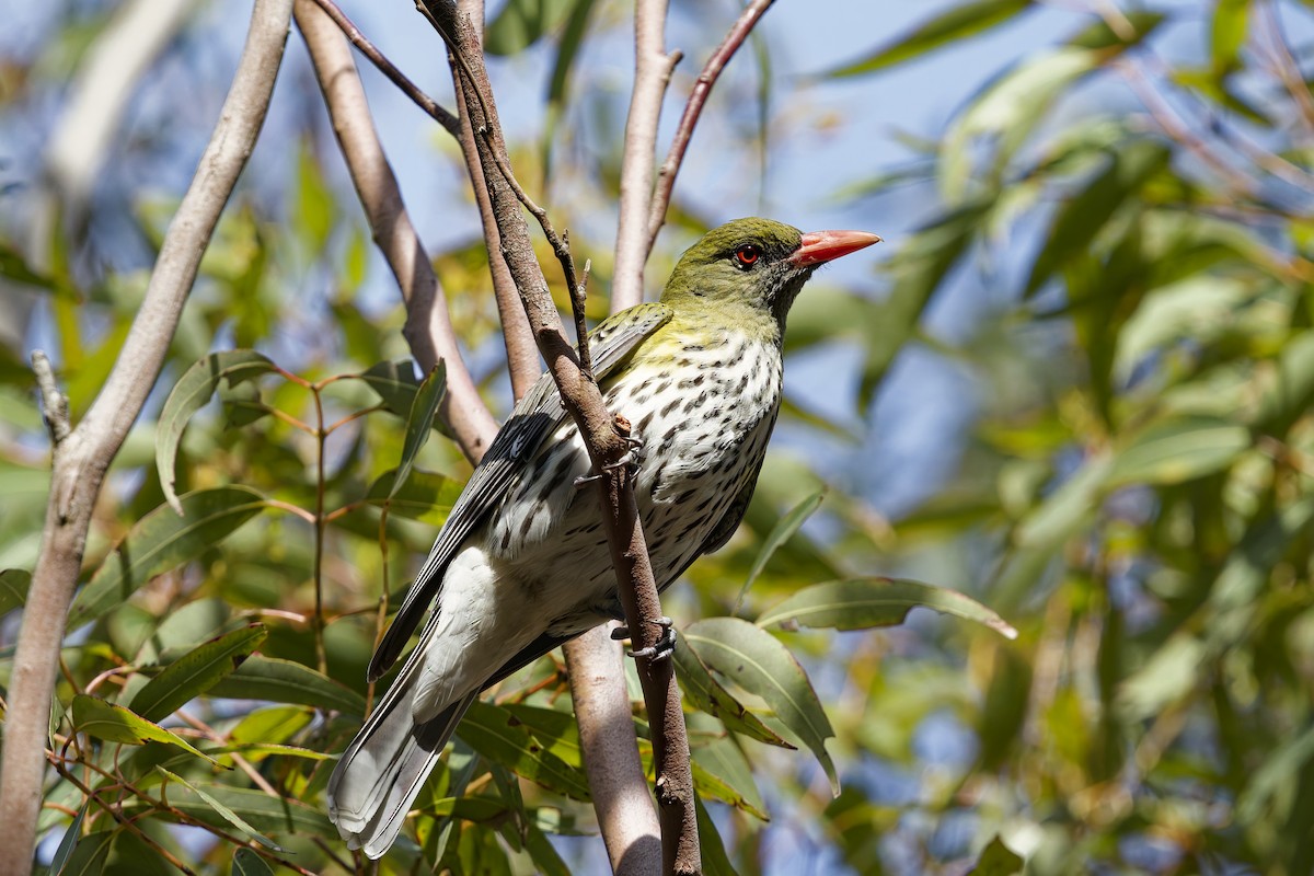 シロハラコウライウグイス - ML645230561