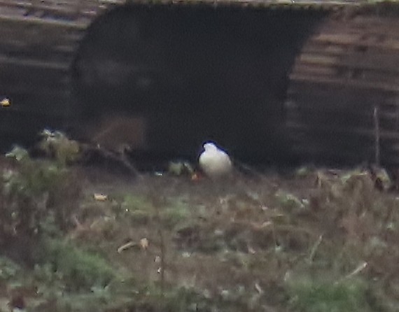 bělokur běloocasý - ML645230566