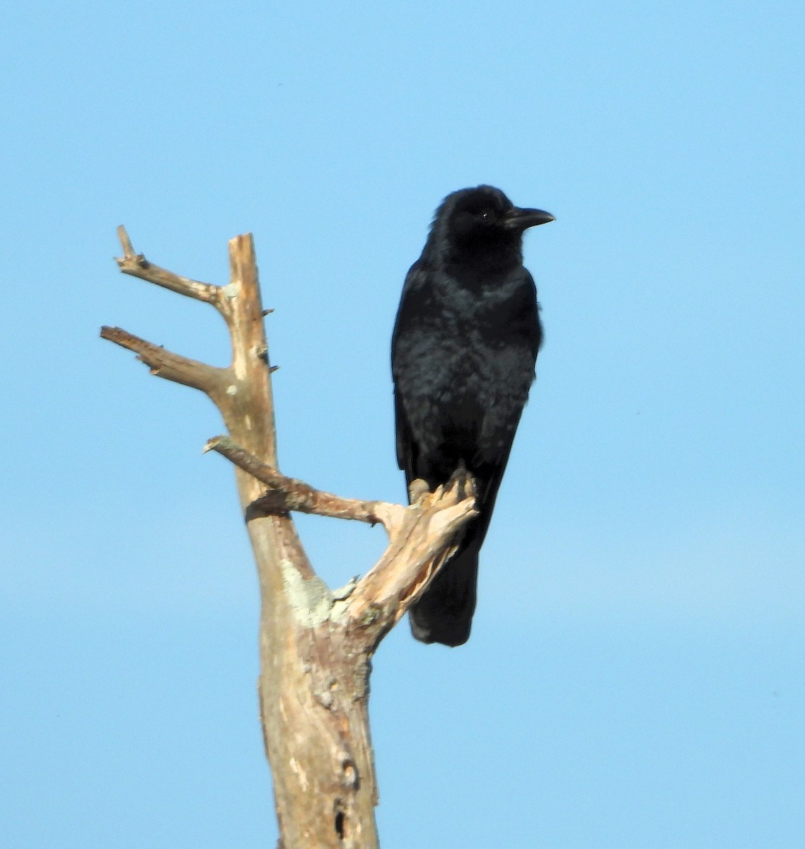 Balıkçı Karga - ML645230574