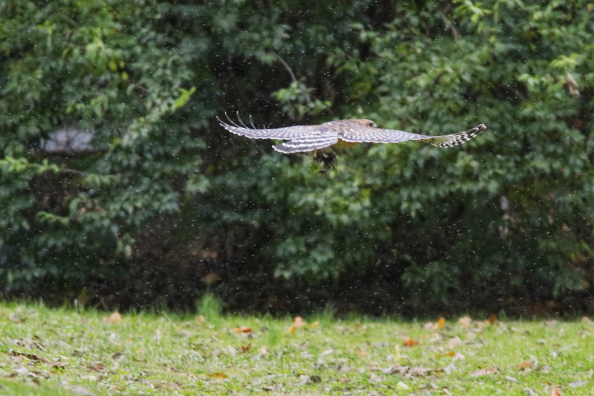 Red-shouldered Hawk - ML645230576