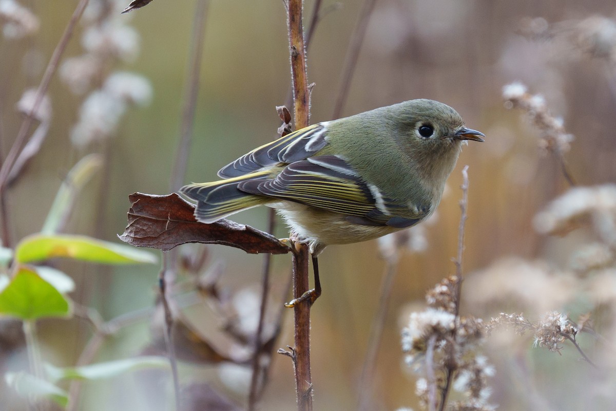 Ruby-crowned Kinglet - ML645230585