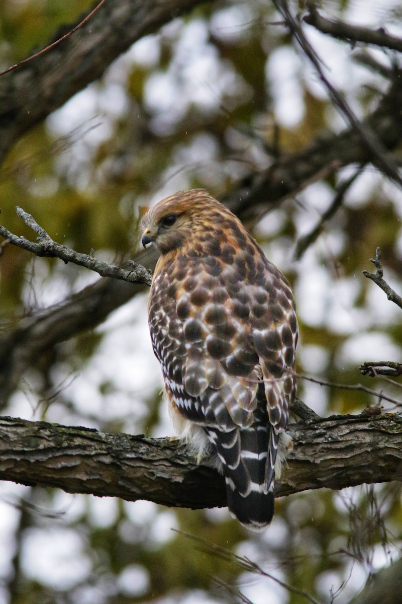 Red-shouldered Hawk - ML645230587