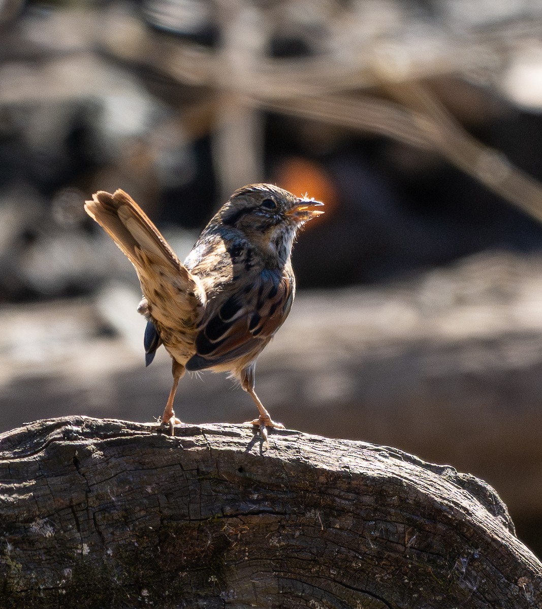 Bruant des marais - ML645230588