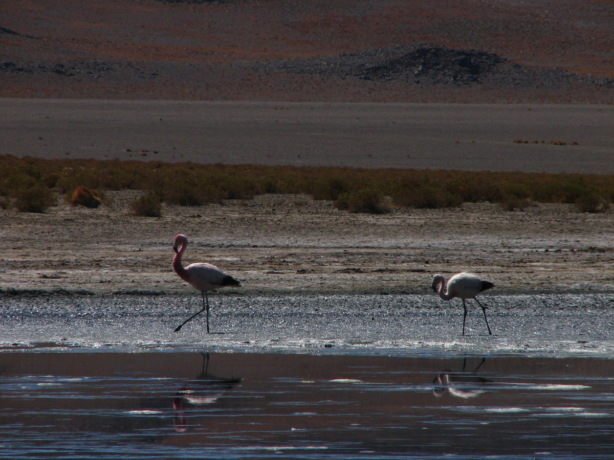 Andean Flamingo - ML645230603