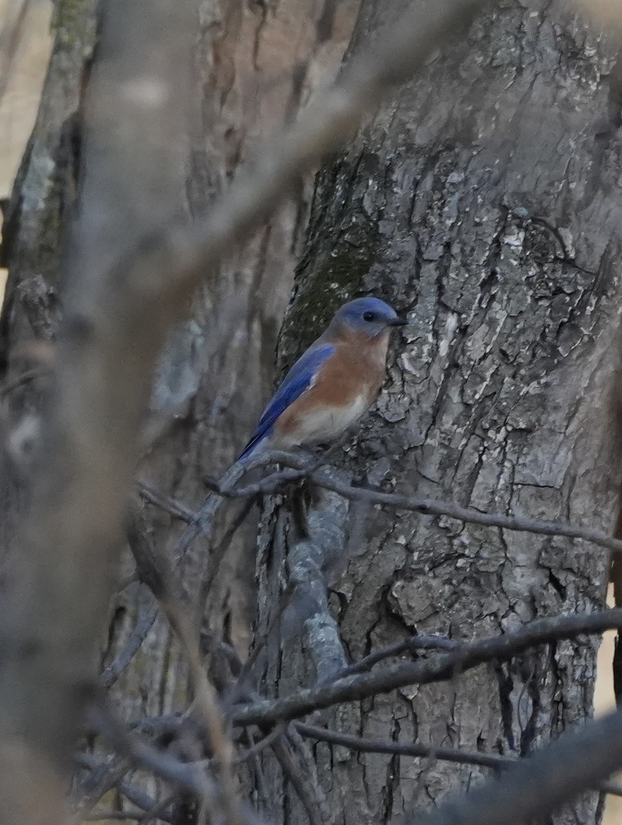 Eastern Bluebird - ML645230606