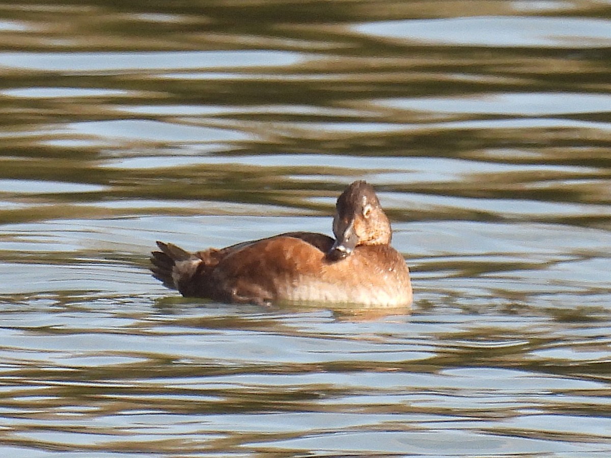 Ringschnabelente - ML645230609