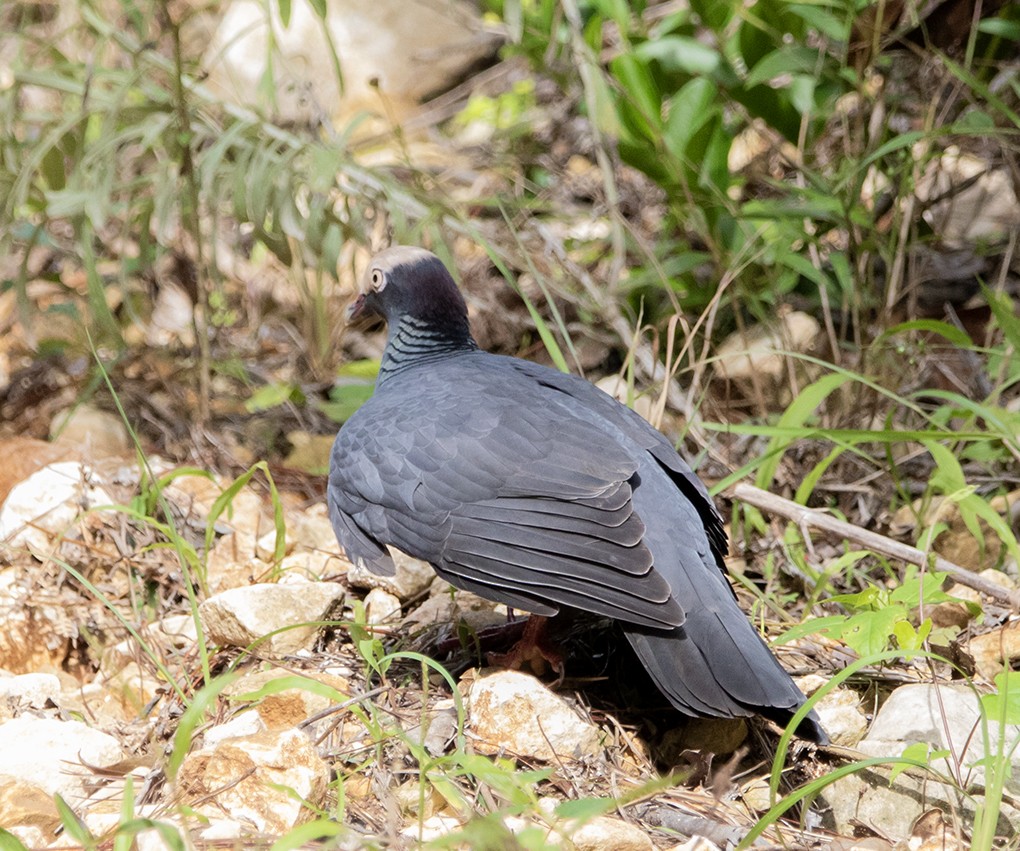 White-crowned Pigeon - ML645230623
