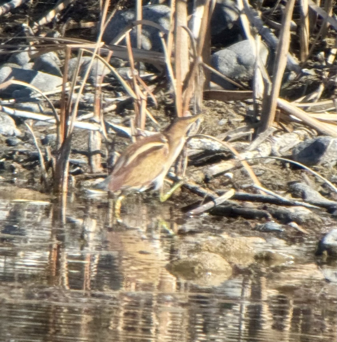 Petit Blongios - ML645230625