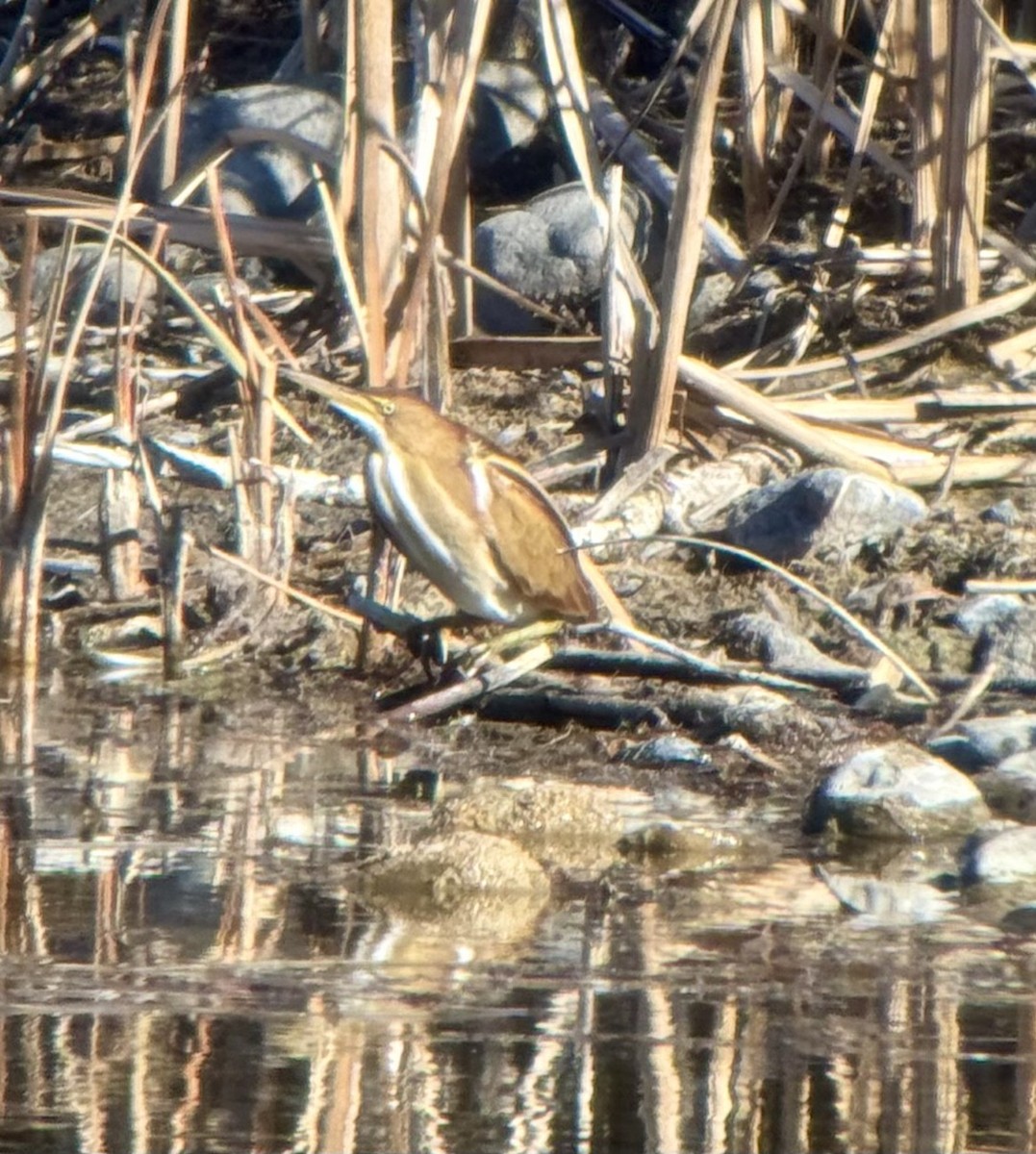 Petit Blongios - ML645230626