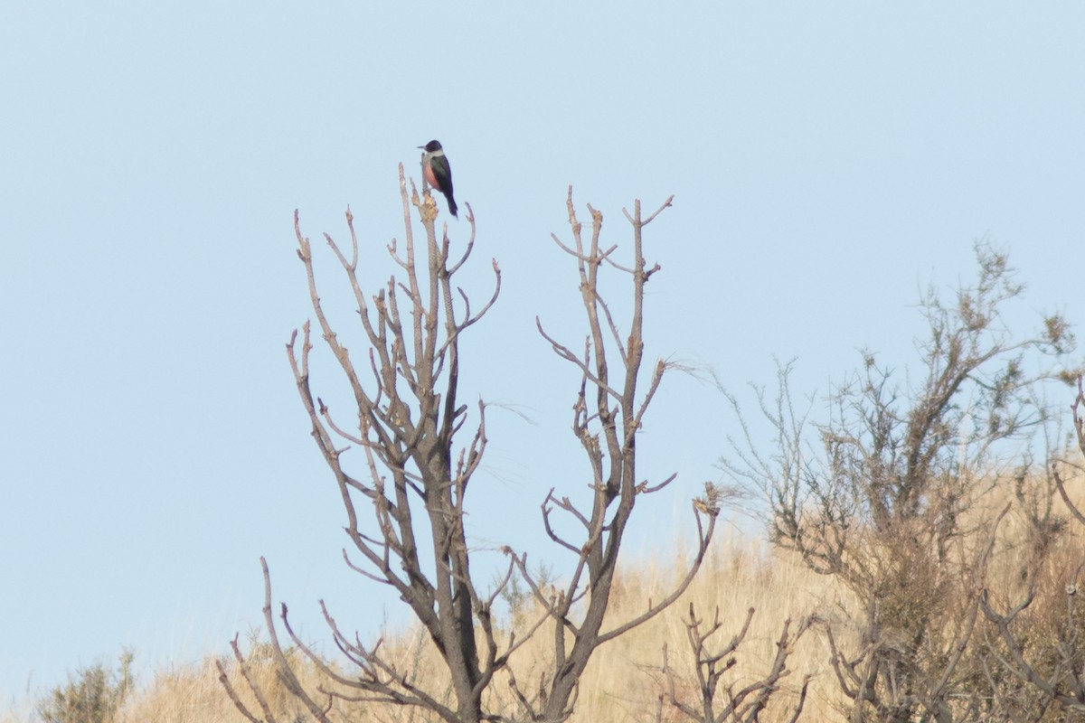 Blutgesichtspecht - ML645230639