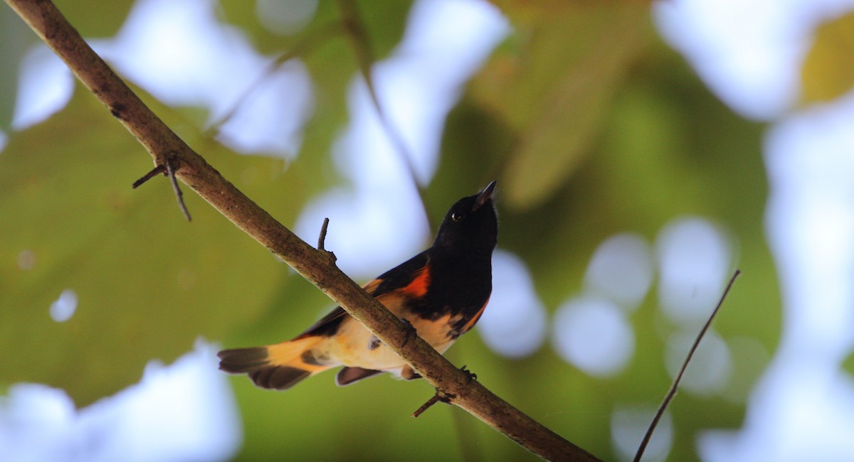 American Redstart - ML645230660
