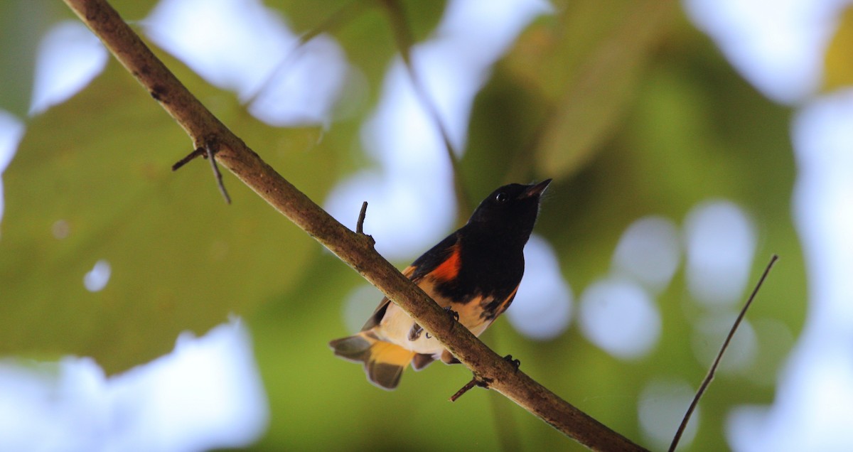 American Redstart - ML645230663