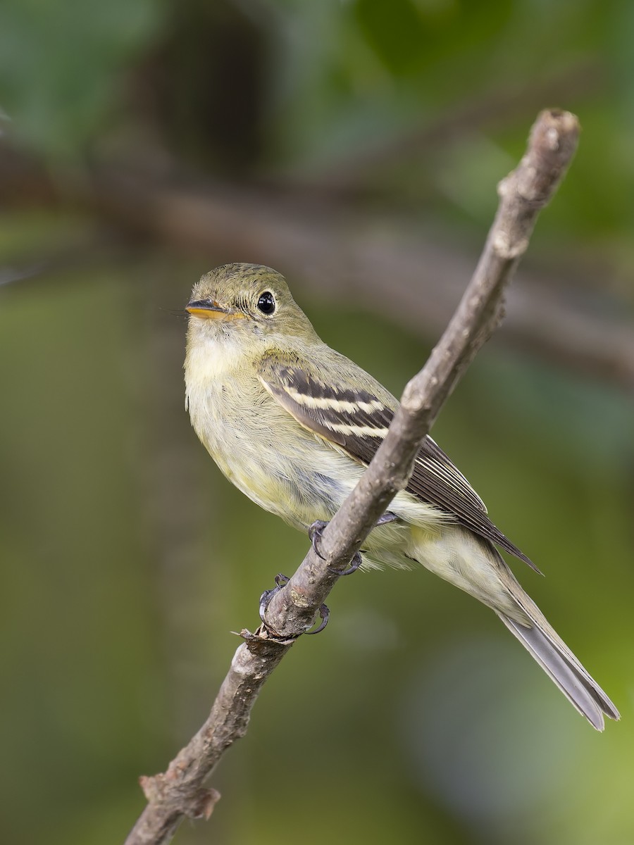 Mosquero Ventriamarillo - ML645230664