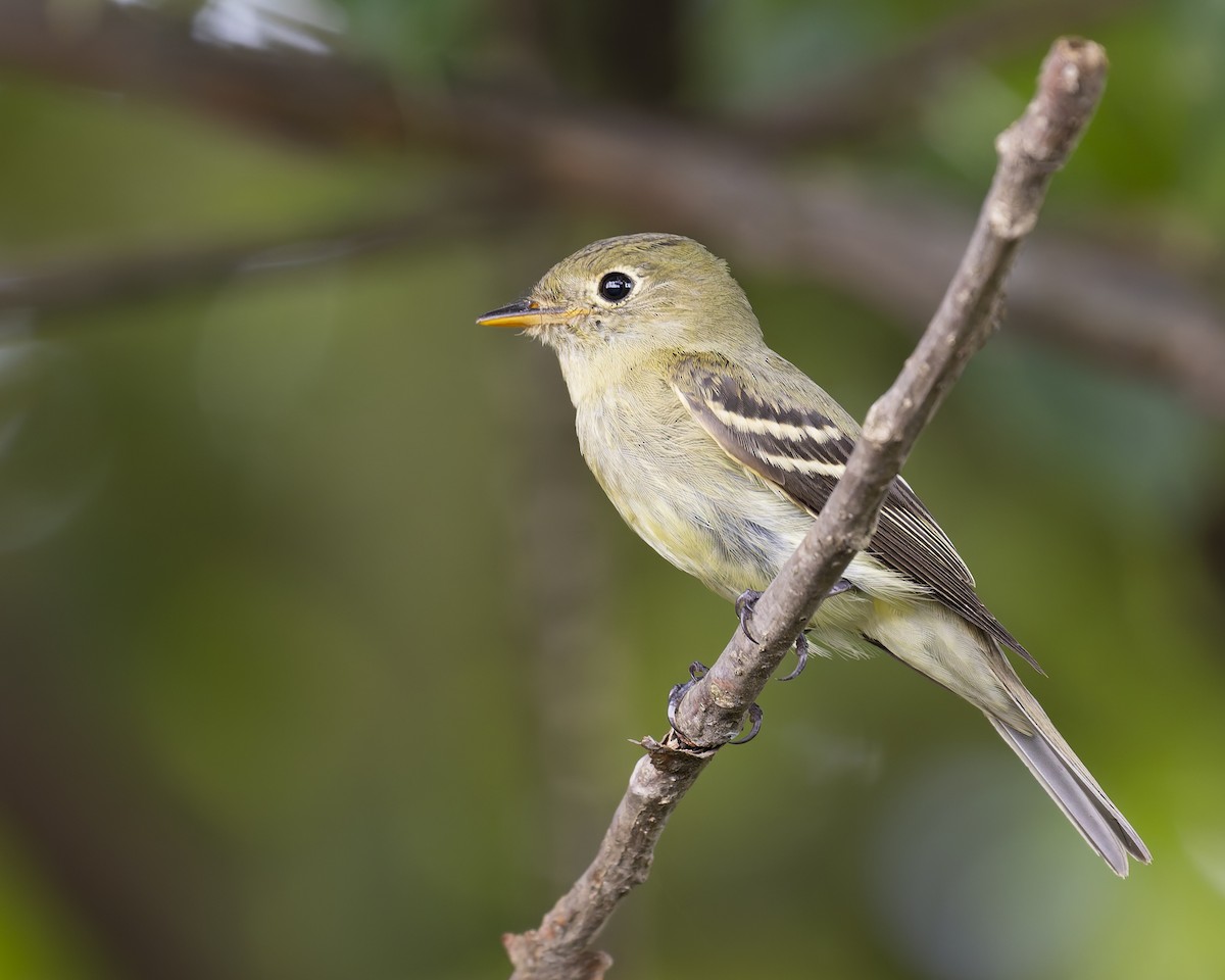 Mosquero Ventriamarillo - ML645230665