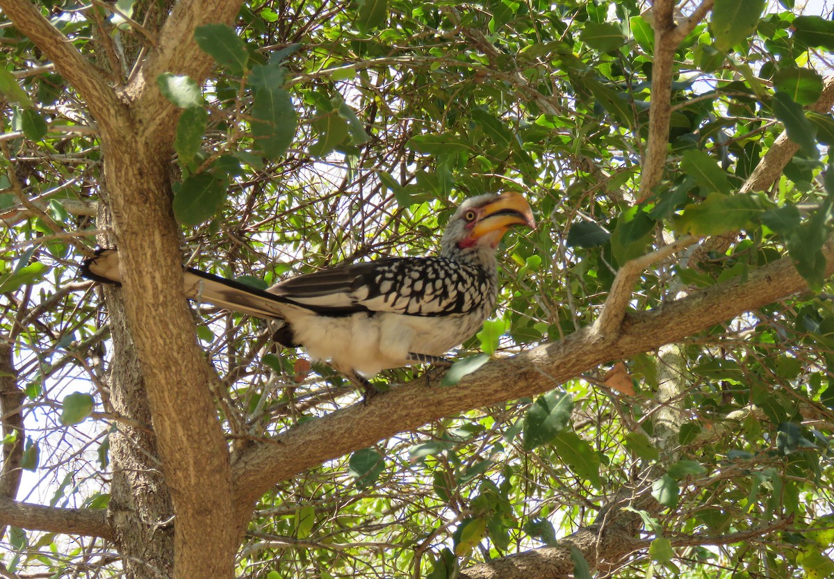 Southern Yellow-billed Hornbill - ML645230668