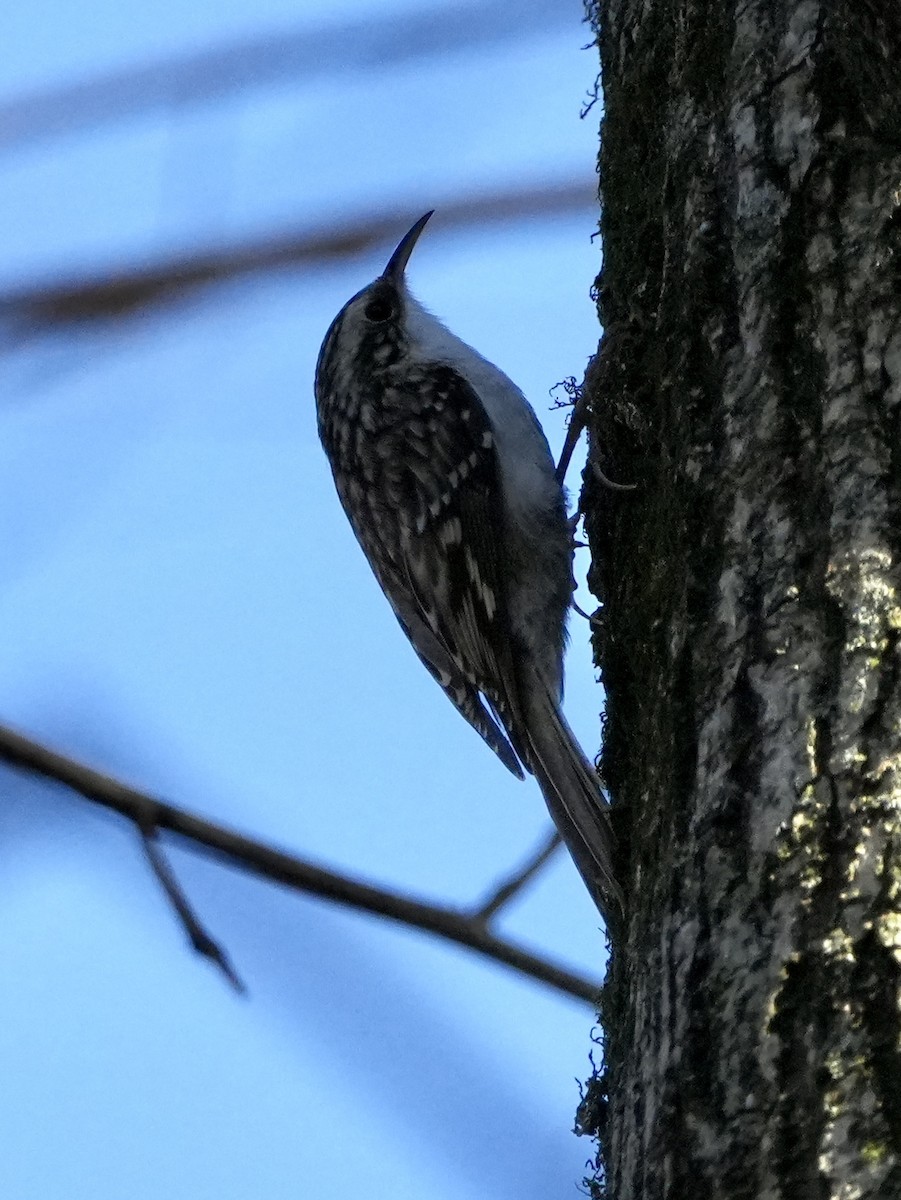 Brown Creeper - ML645230679