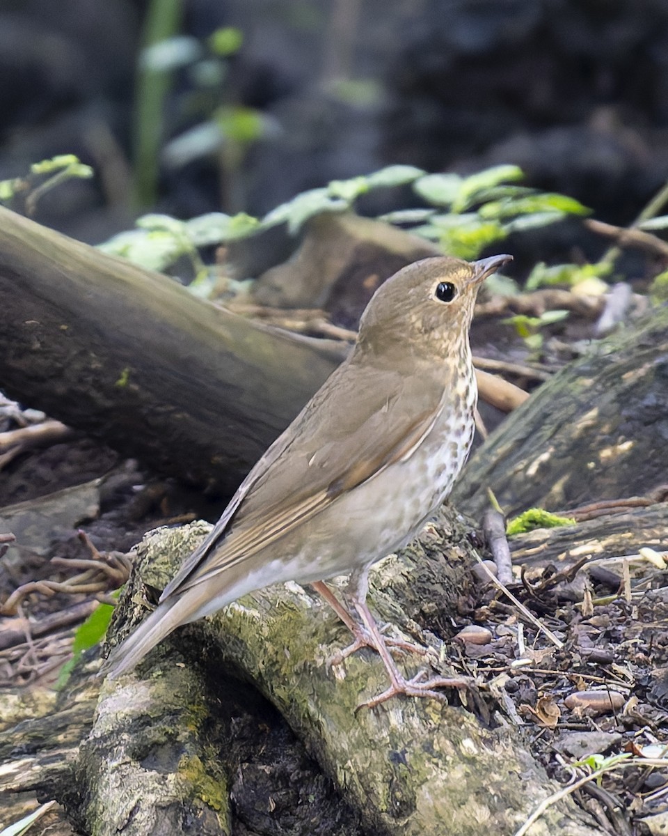 Swainson's Thrush - ML645230687