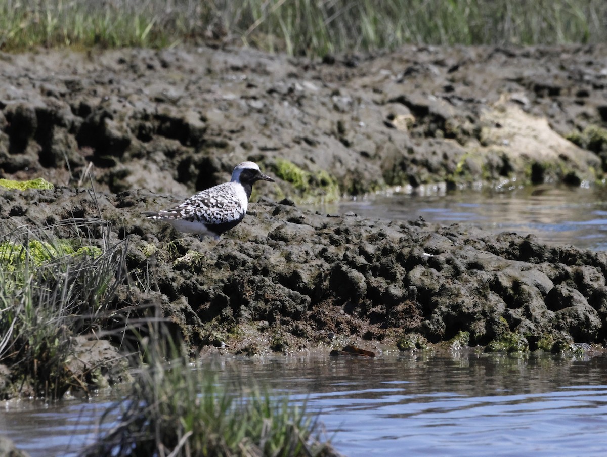 ダイゼン - ML645230690