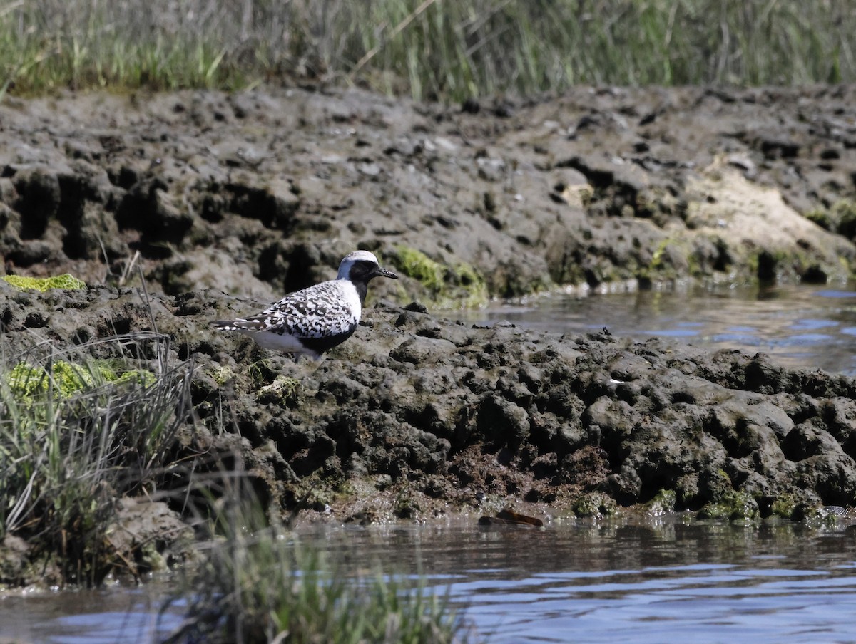 ダイゼン - ML645230692