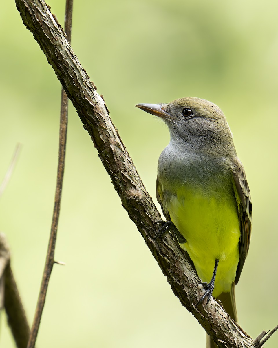 Great Crested Flycatcher - ML645230694