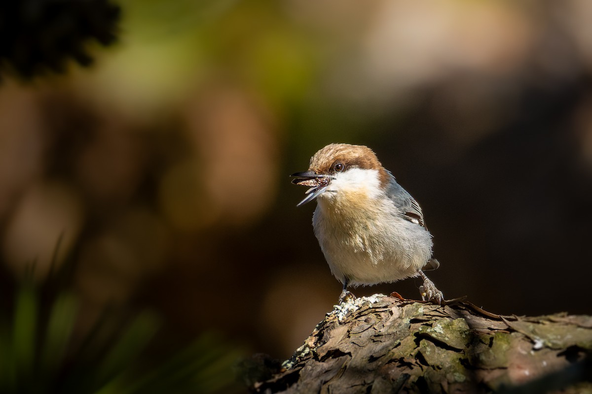 Sittelle à tête brune - ML645230703