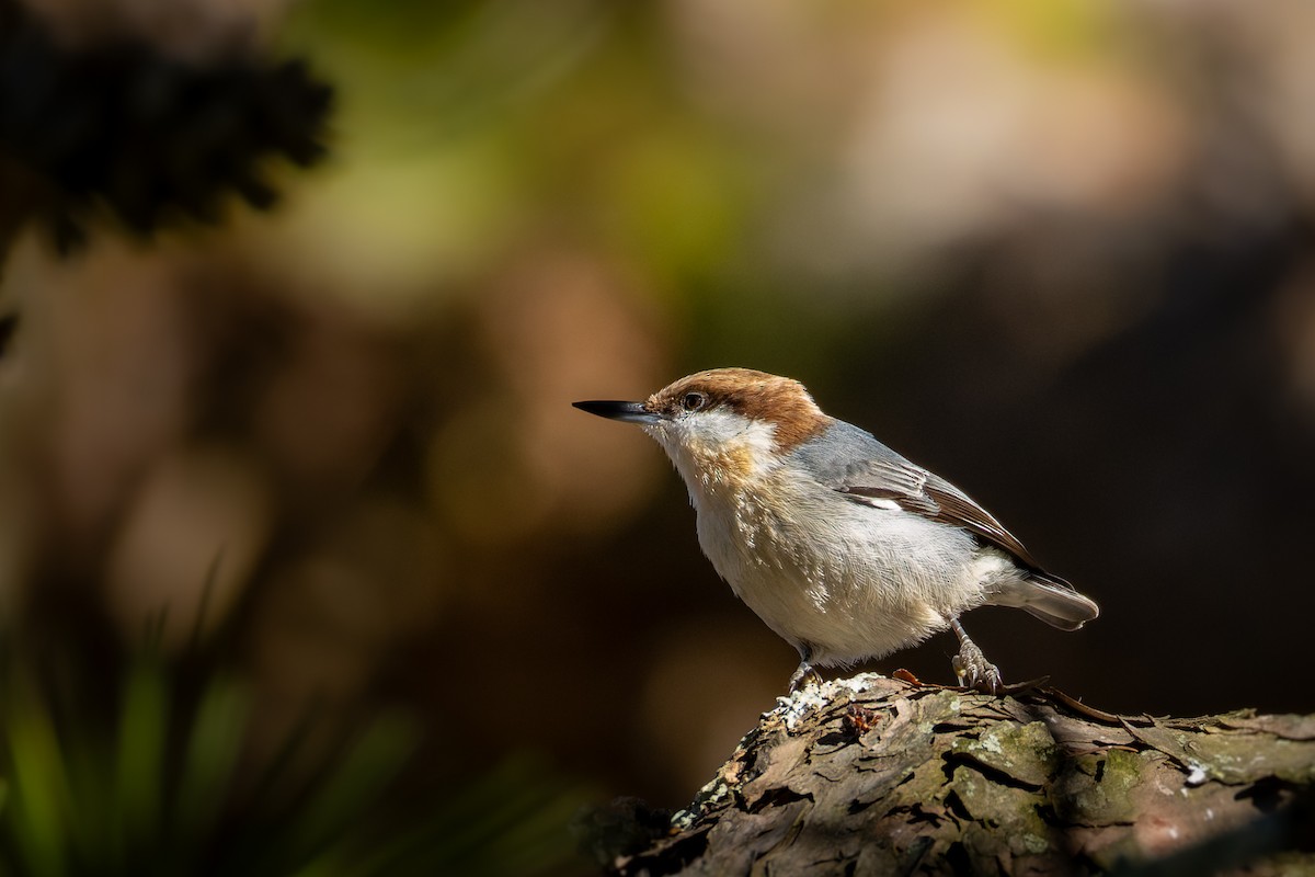 Sittelle à tête brune - ML645230704