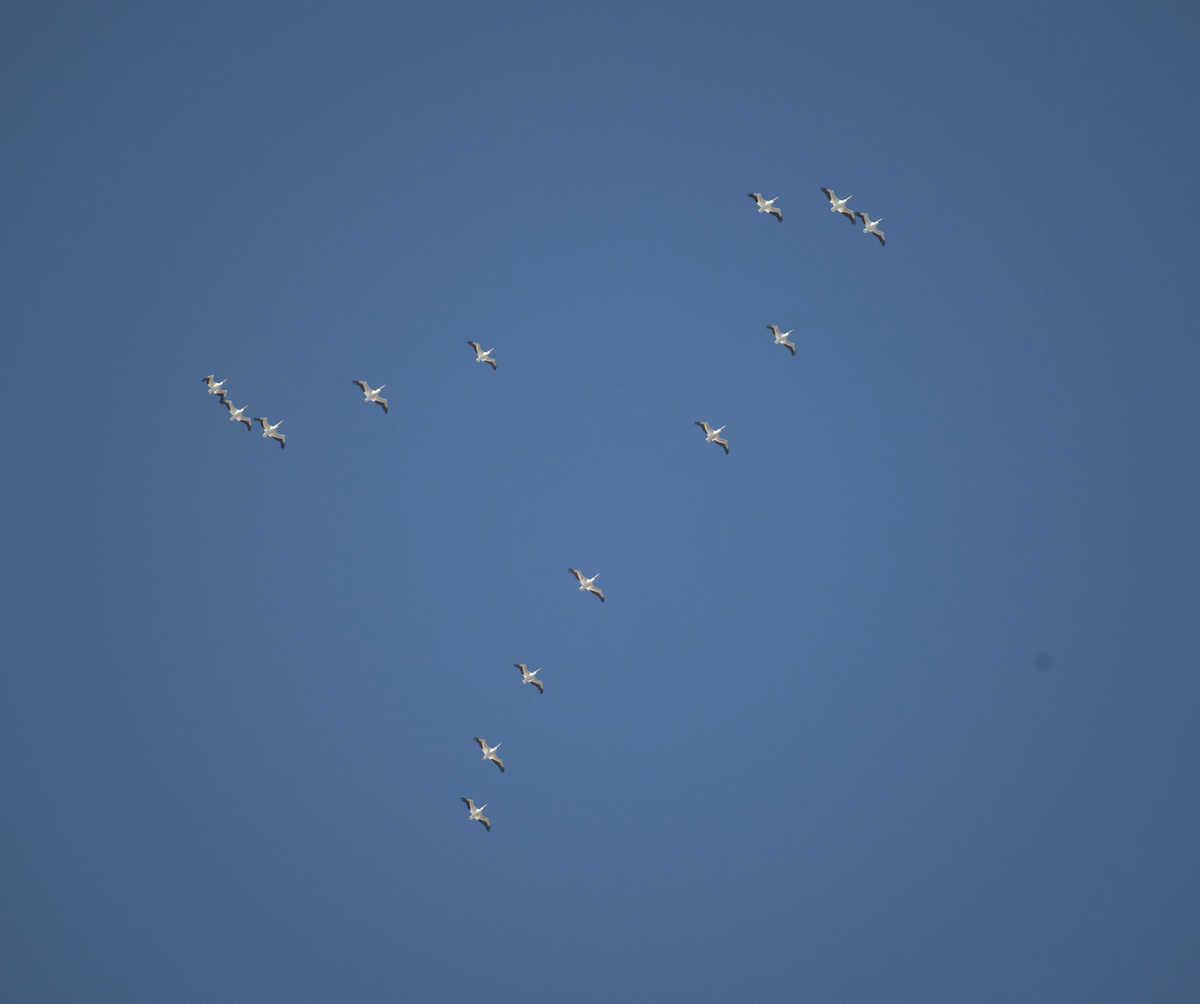 Amerika Pelikanı - ML645230728