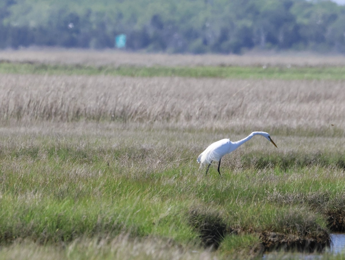 volavka bílá - ML645230733