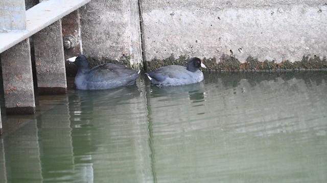 Foulque d'Amérique - ML645230744