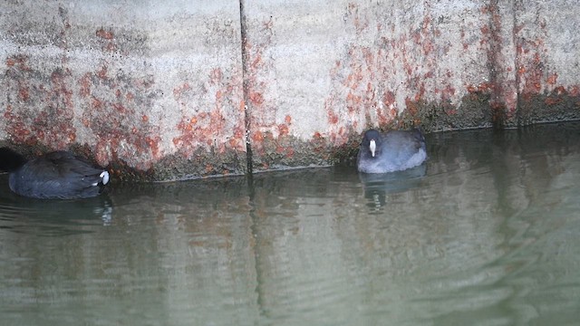 Foulque d'Amérique - ML645230758