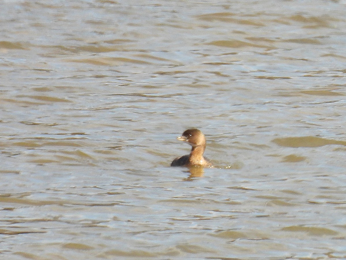 Bindentaucher - ML645230770