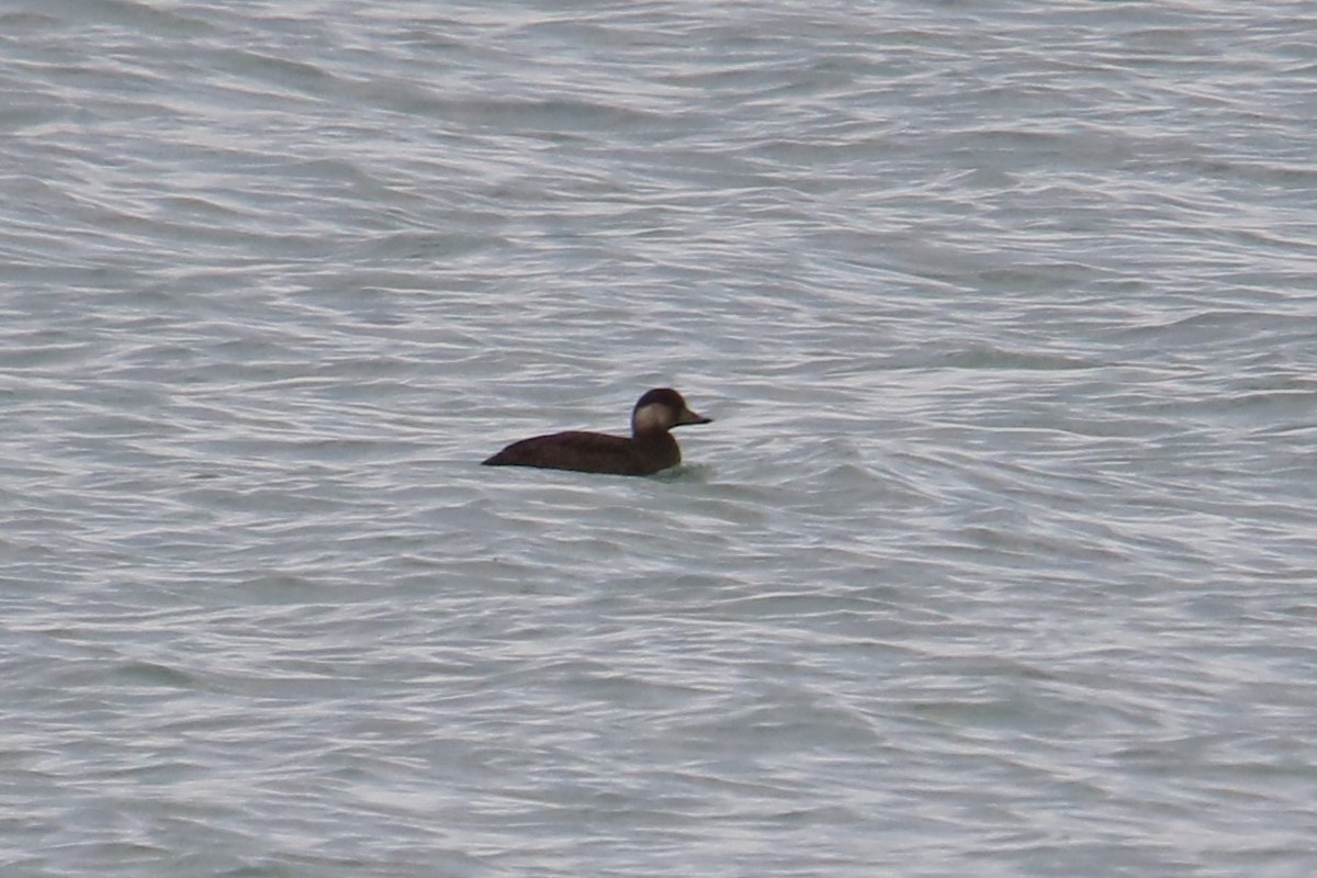 Black Scoter - ML645230776