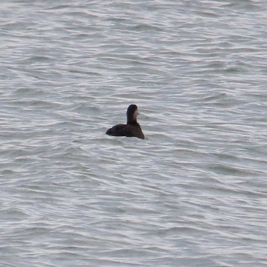 Black Scoter - ML645230787