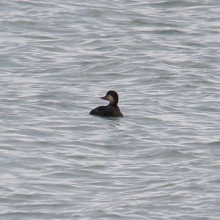 Black Scoter - ML645230793