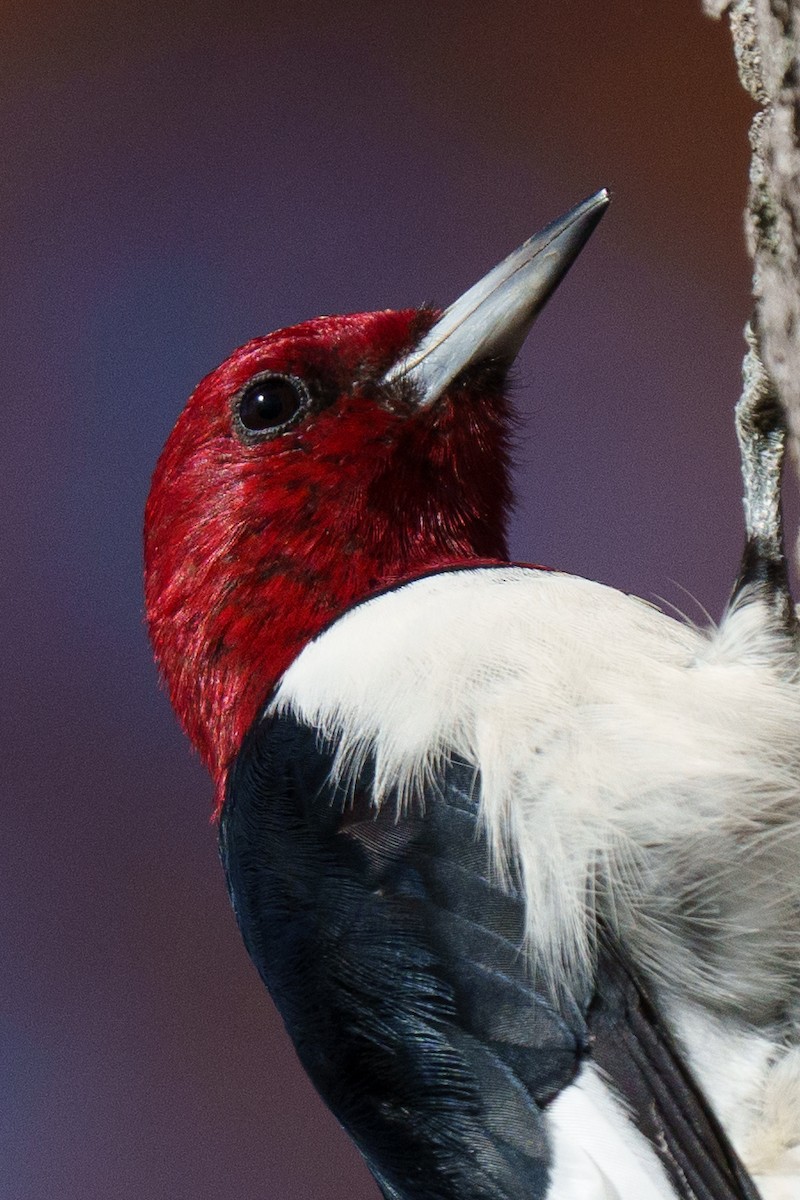 Red-headed Woodpecker - ML645230799