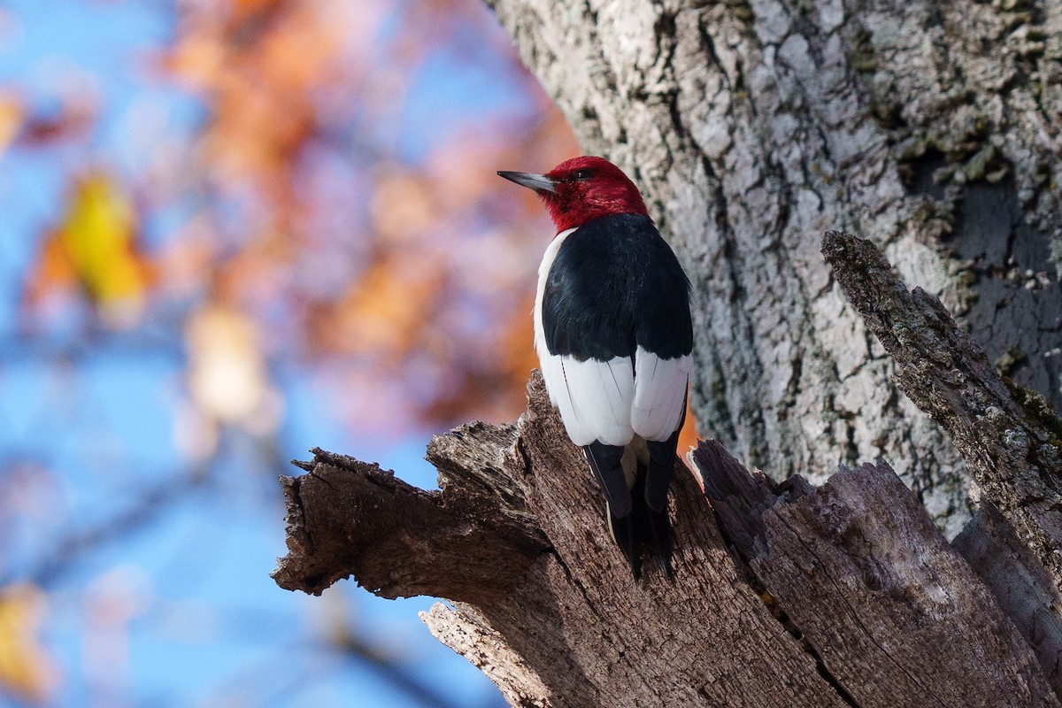 Red-headed Woodpecker - ML645230800
