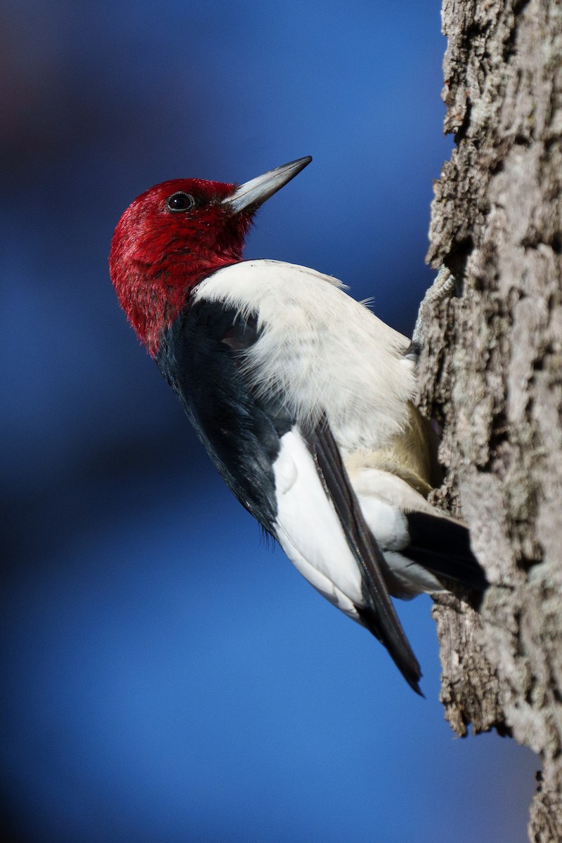 Red-headed Woodpecker - ML645230801