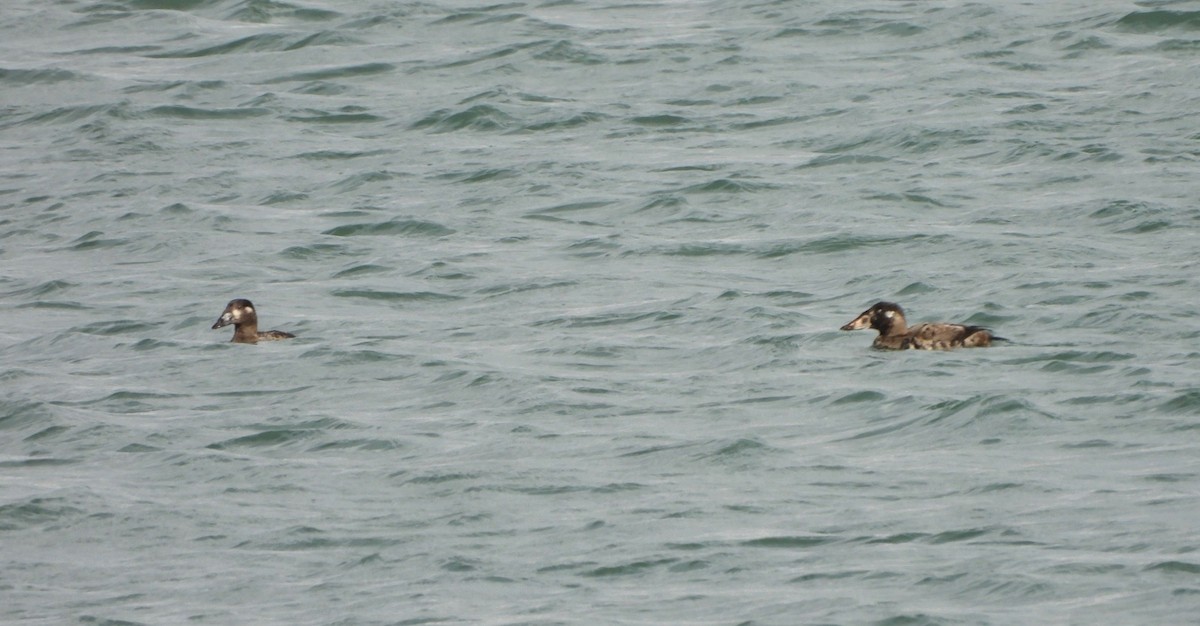 קטיפנית משברים - ML645230818