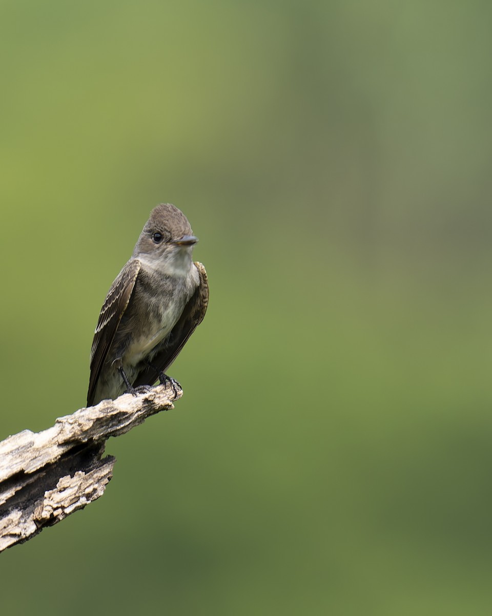 Olive-sided Flycatcher - ML645230827