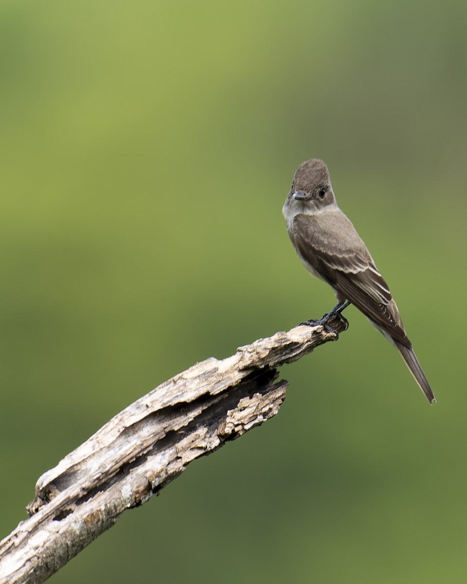 Olive-sided Flycatcher - ML645230828