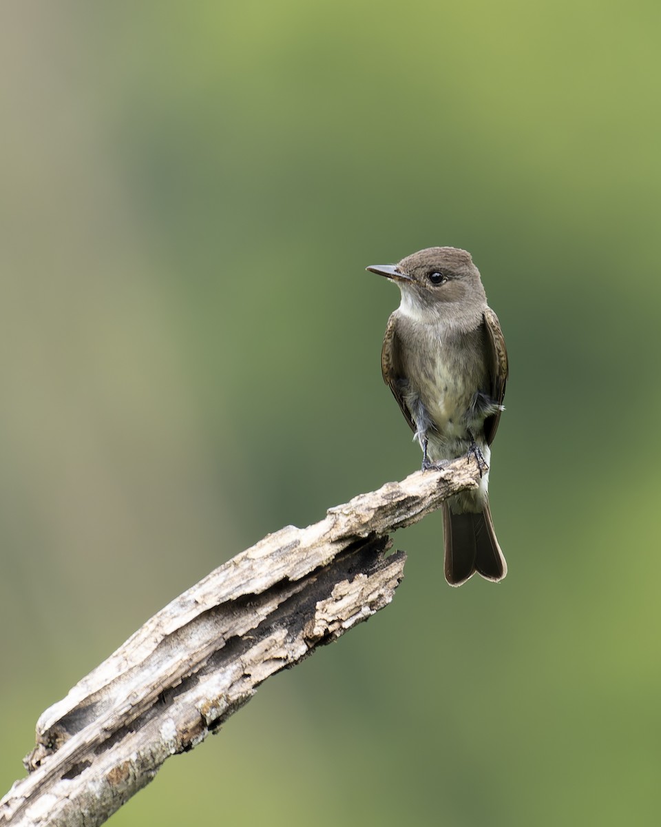 Olive-sided Flycatcher - ML645230829