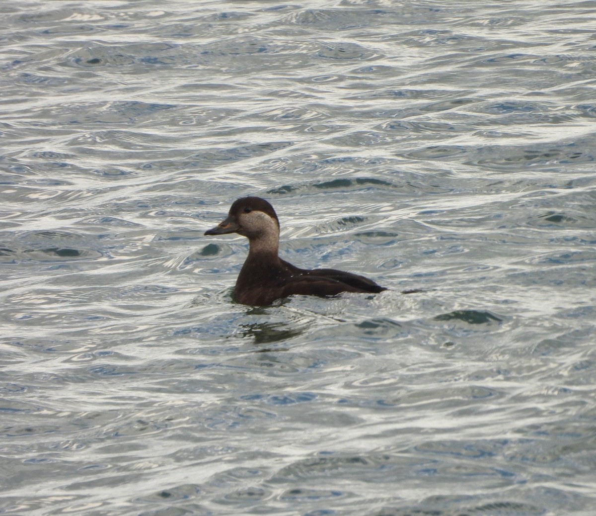 קטיפנית אמריקנית - ML645230837