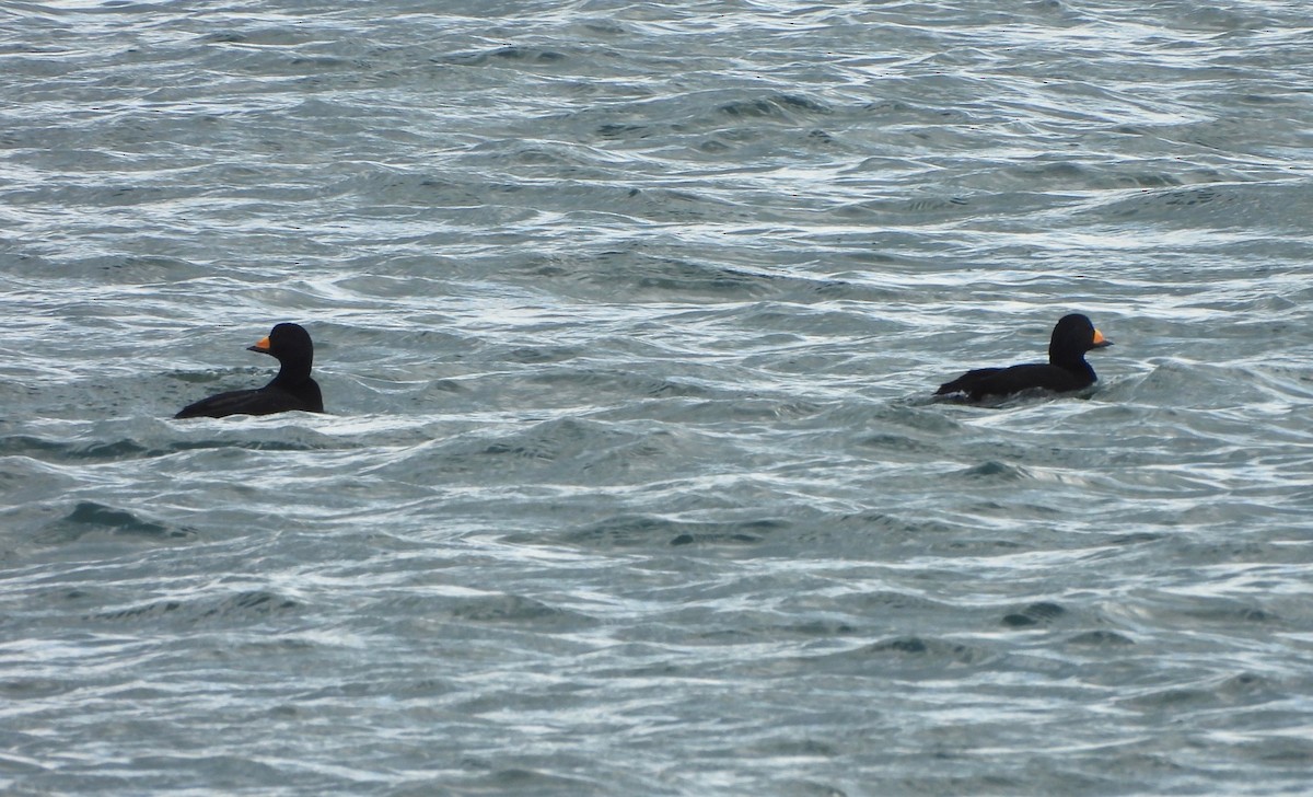 קטיפנית אמריקנית - ML645230838